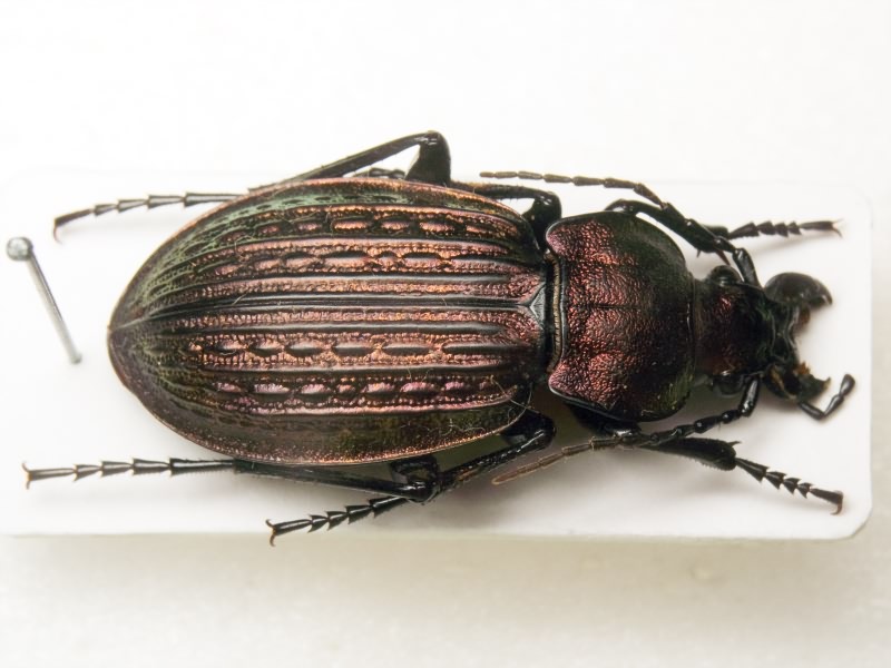 Carabus ullrichii Germar, 1824
